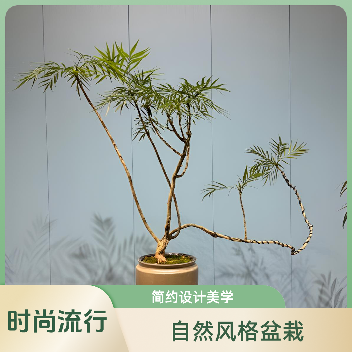 十大功劳，室内盆景绿植，禅意盆景