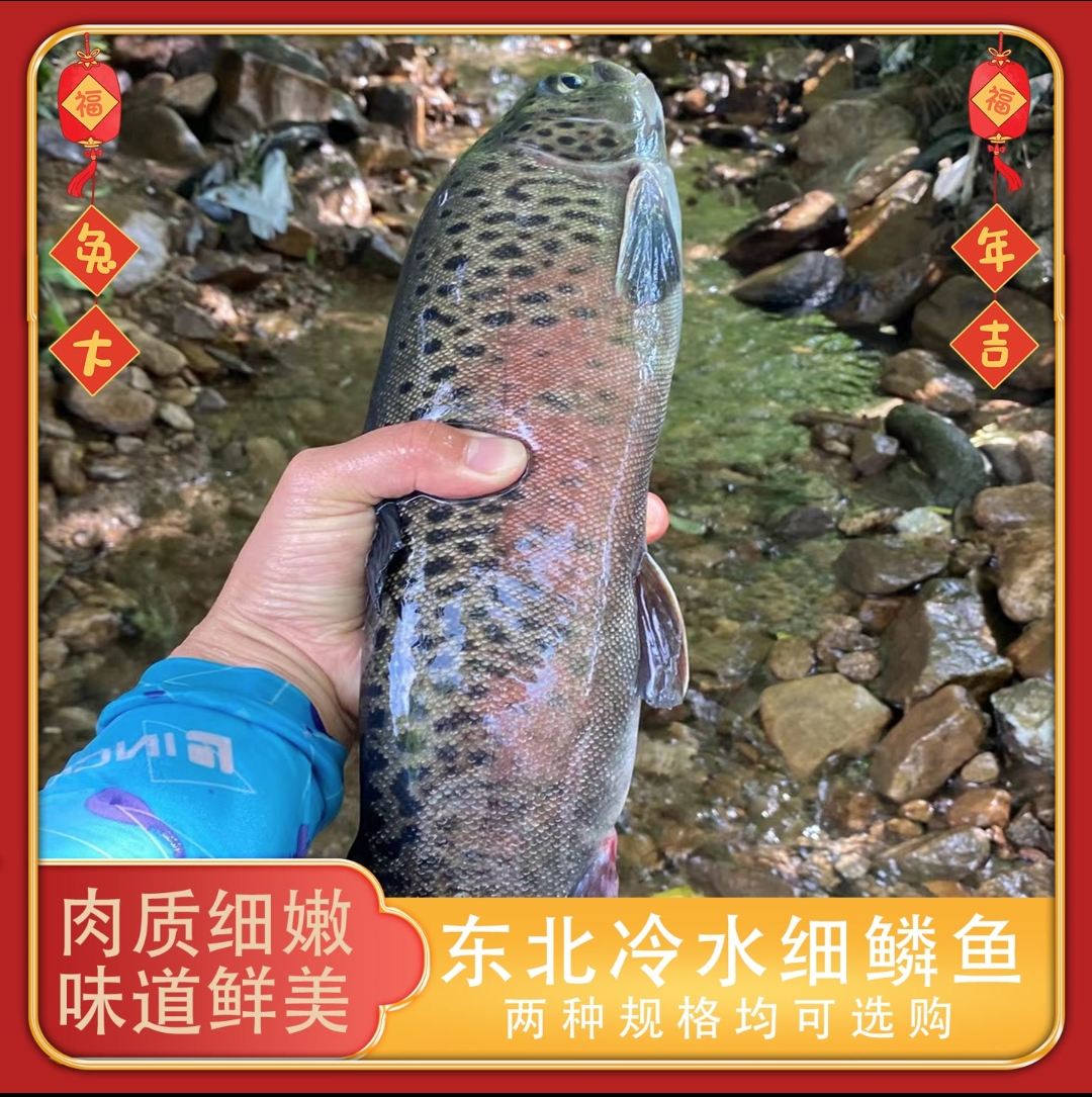东北养殖冷水鱼细鳞鱼/细鳞硅肉质紧实鲜美细嫩不包活