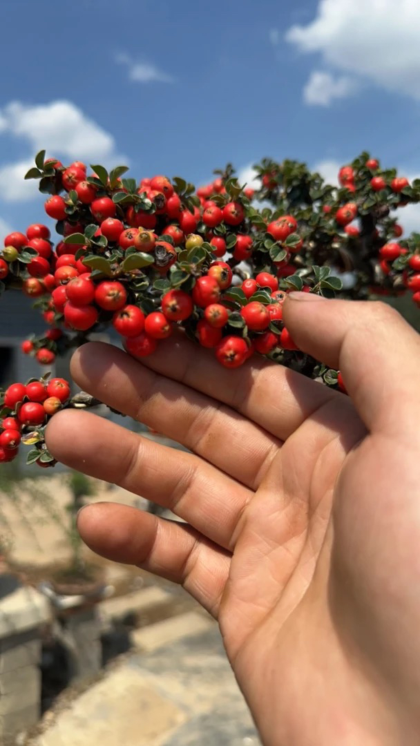 红花荀子盆景素材老桩