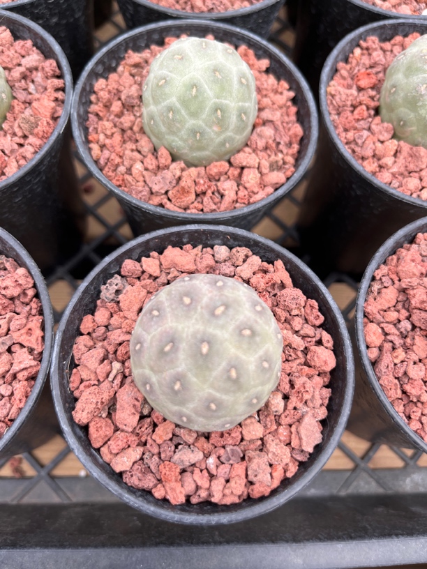 习志野 仙人球 一物一拍