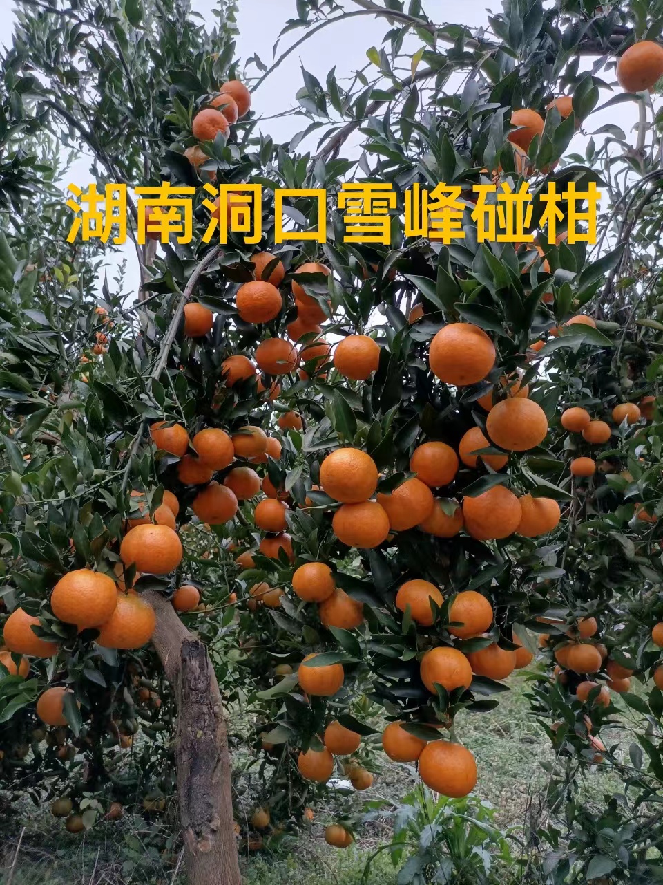 湖南洞口雪峰椪柑 净重4500克包邮