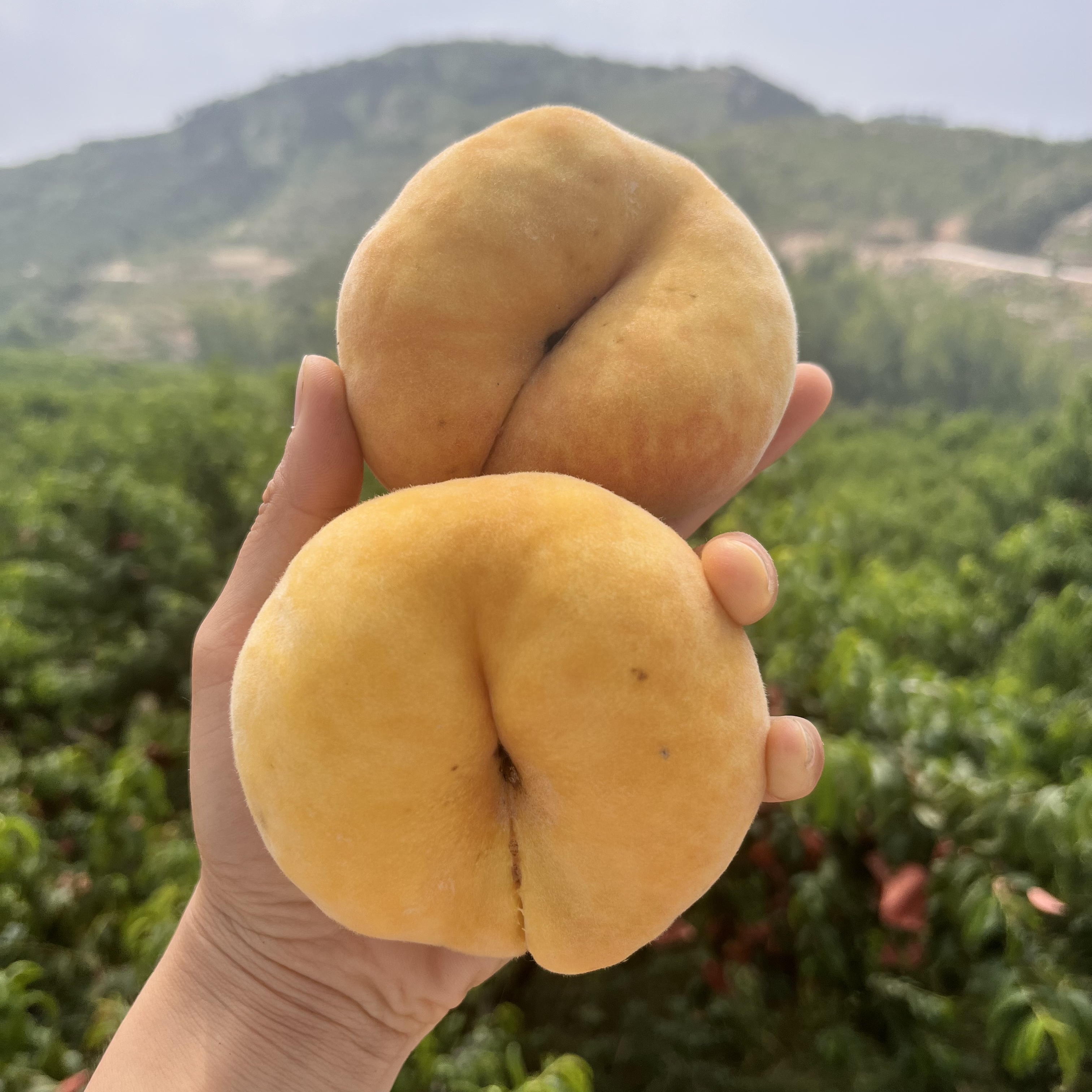 毛桃黄桃毛蟠桃新鲜采摘净含量4.5斤