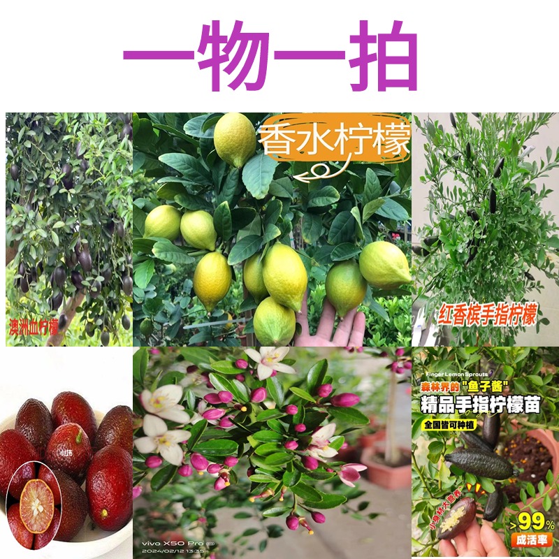 一物一拍香水柠檬树手指柠檬树血柠檬树苗盆栽阳台庭院四季结果