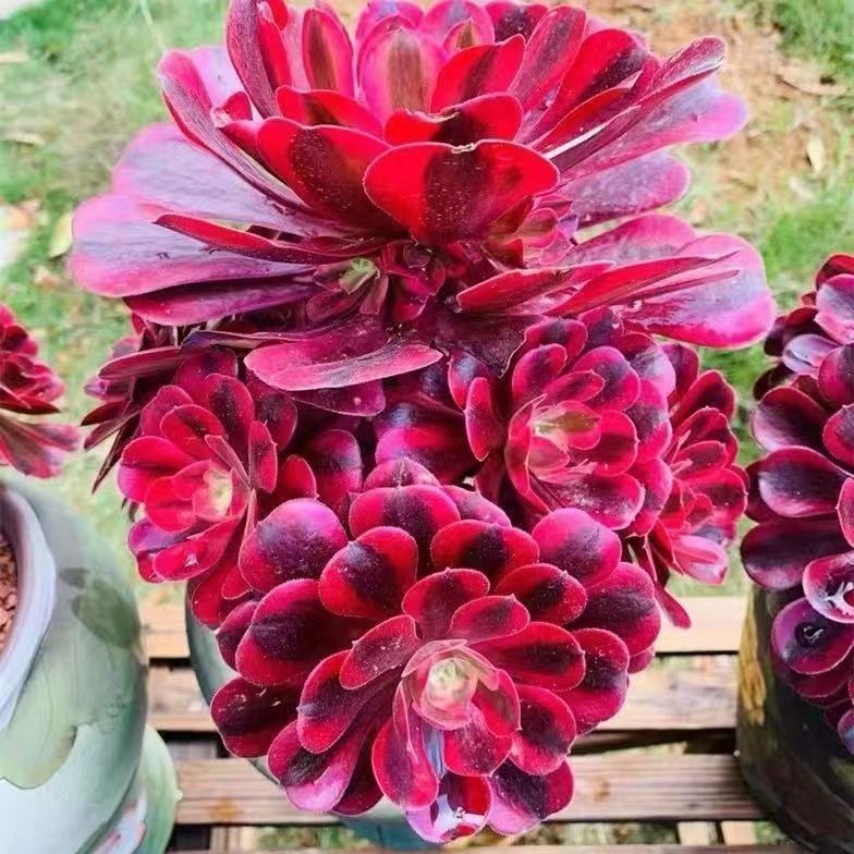 法师美杜莎多肉花卉超大多头黑铜壶美杜莎万圣节法师多肉老桩