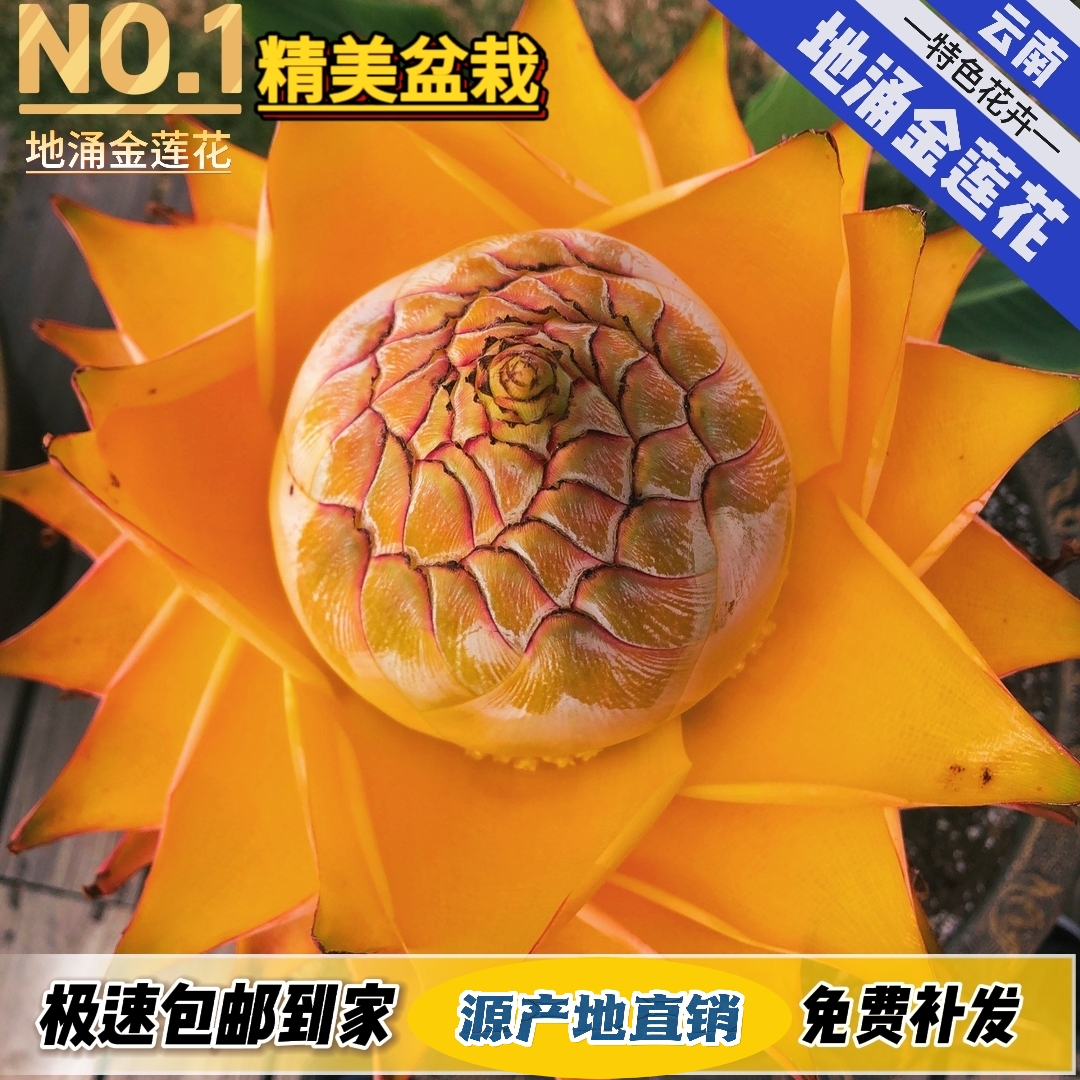 大型盆景地涌金莲盆栽阳台客厅楼顶室内外观赏懒人花卉〔自家直销〕