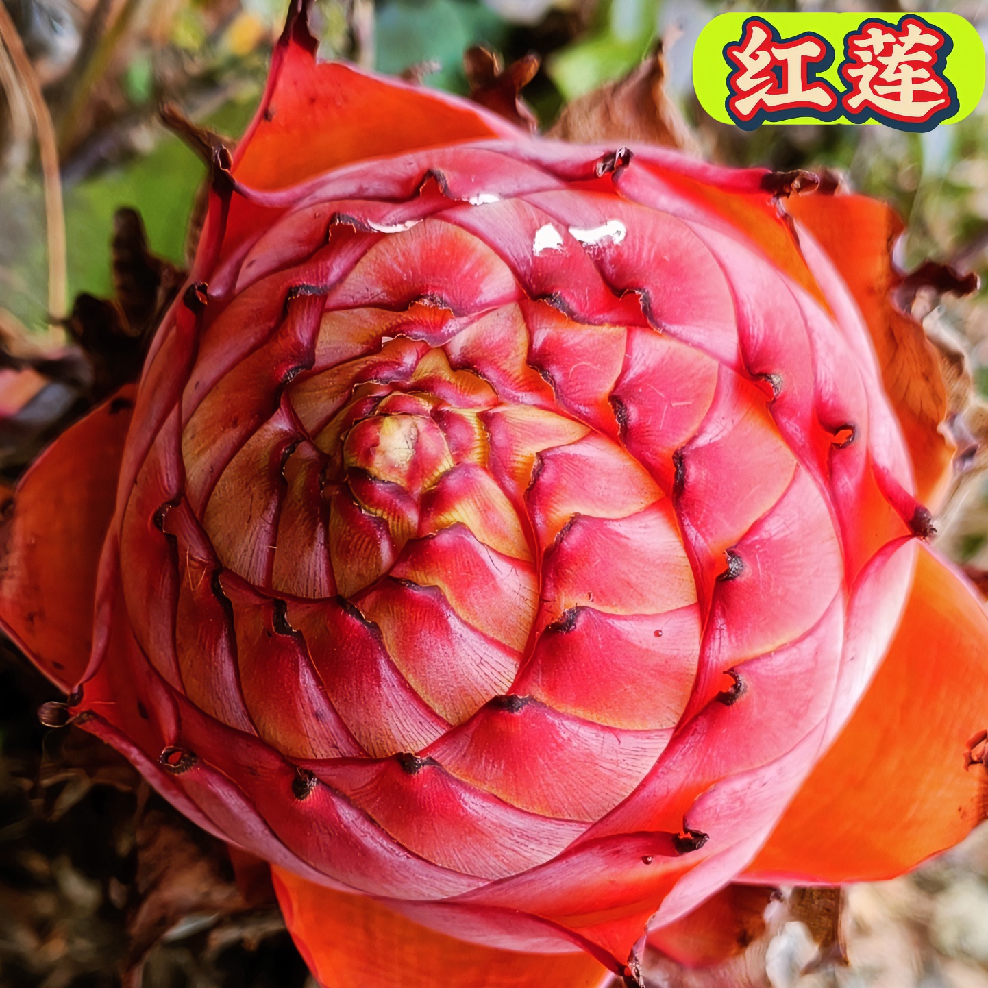 红莲田园走廊红色千瓣莲花大型盆景老桩园艺花卉精美盆栽