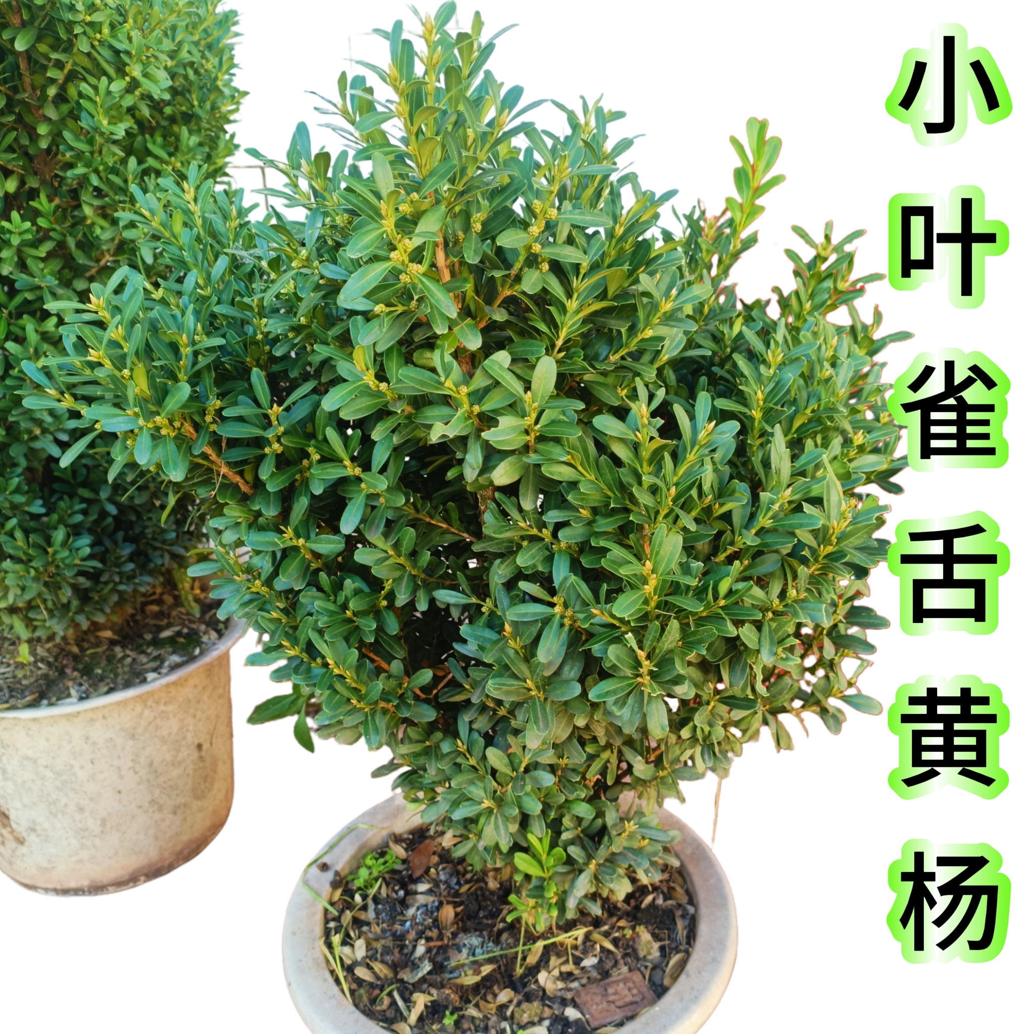 雀舌黄杨四季常青不掉叶盆栽盆景绿植素材