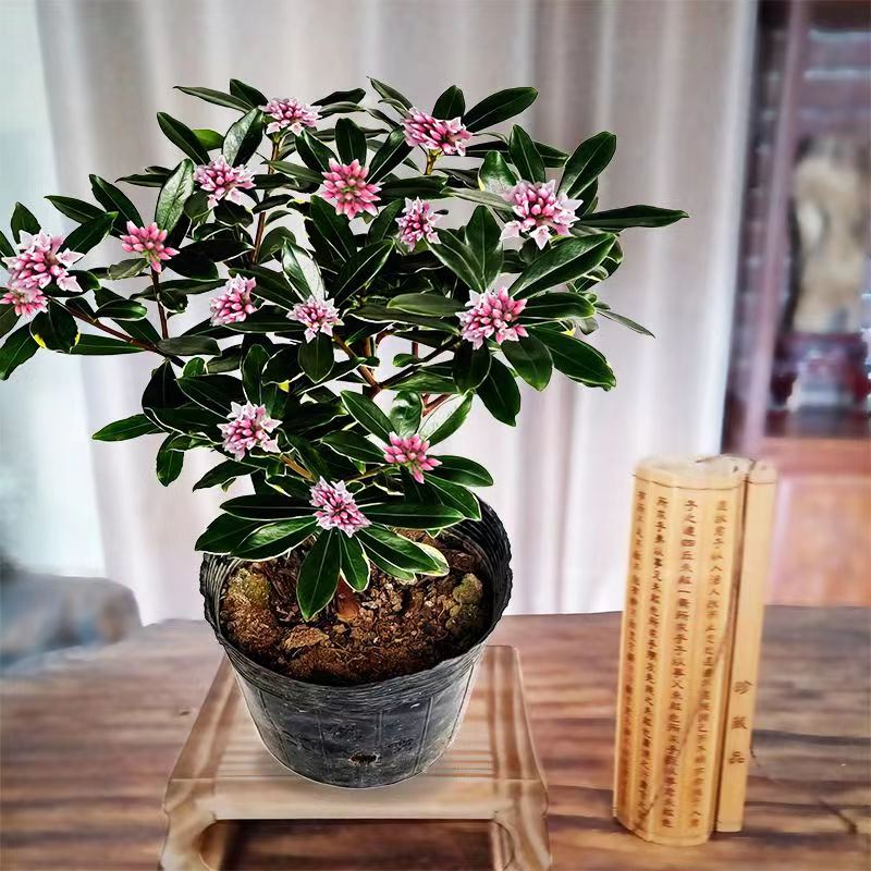 金边瑞香开花浓香不怕冻