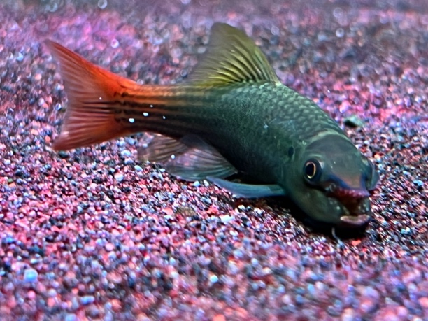 彩虹独角仙工具鱼2条