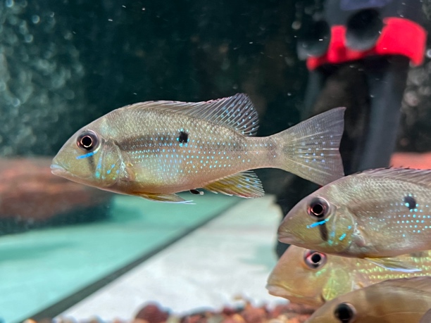 南美亚奎罗斯关刀食土鱼2条