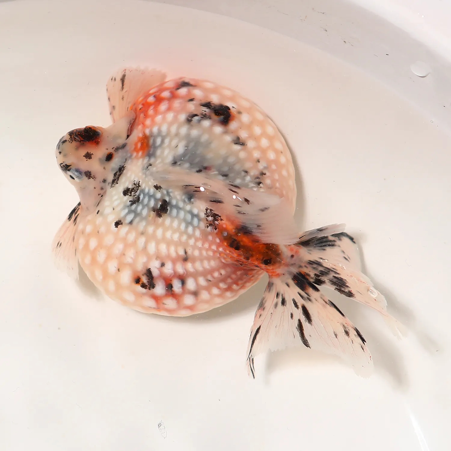 鼠头珍珠5公分左右（4条）