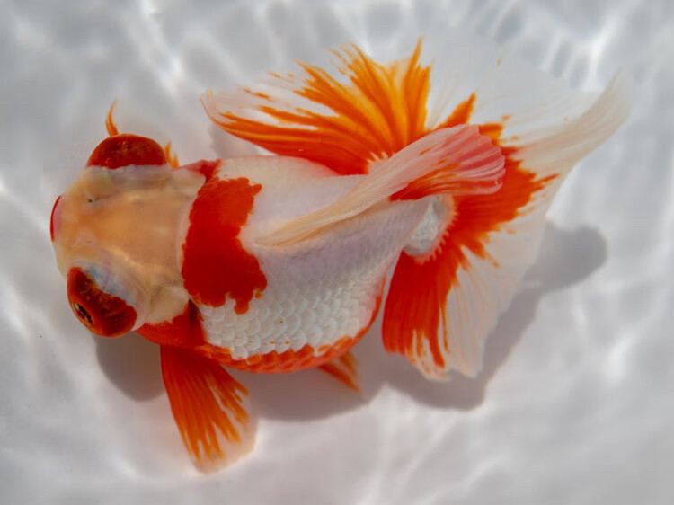 碟尾5-6公分冷水淡水鱼（5条  花色随机）