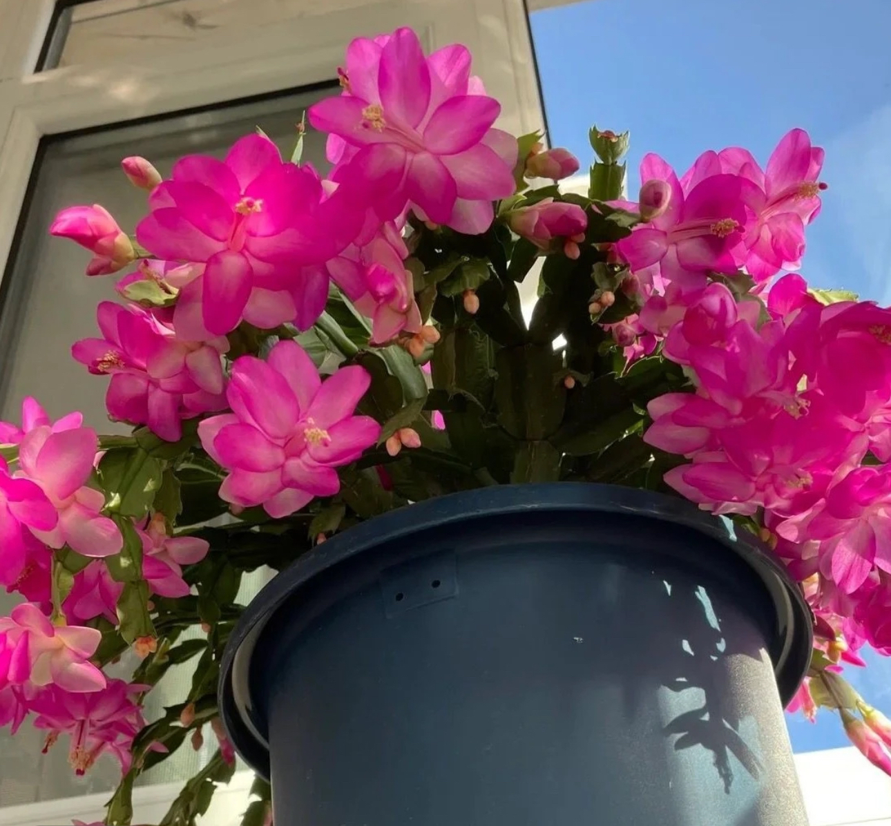贵妃紫粉蟹爪兰带花苞  年宵花