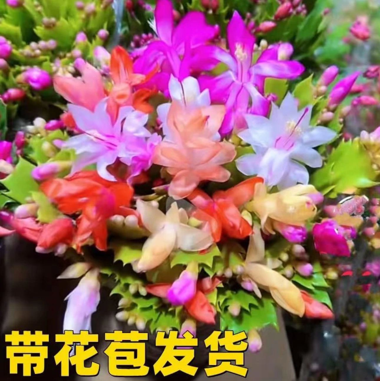 多色蟹爪兰盆栽带花苞四季开花不断好养易活室内观花花卉绿植