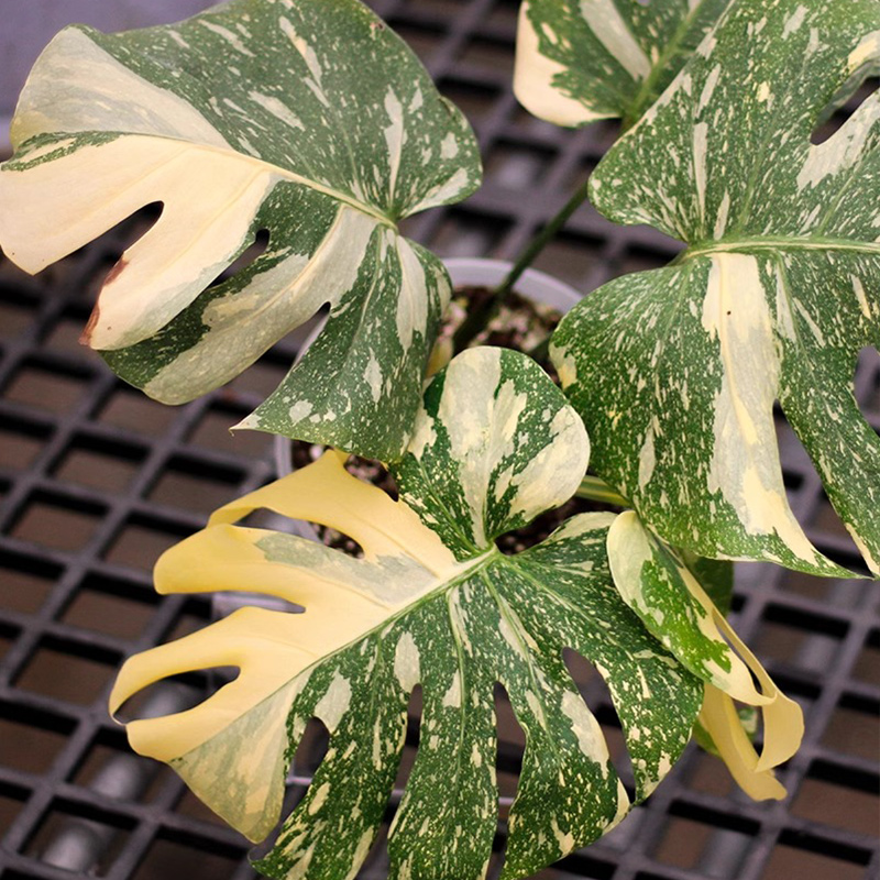 洒金龟背竹室内观叶植物热植盆栽网红绿植物办公室