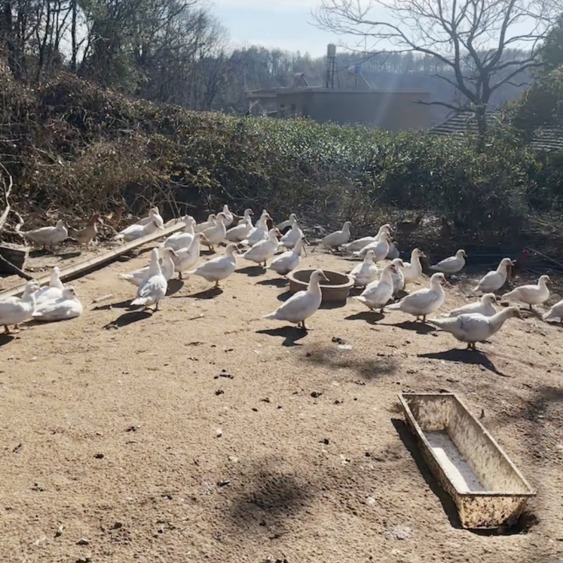 麻山胡大姑家养土鸭  鹅 
