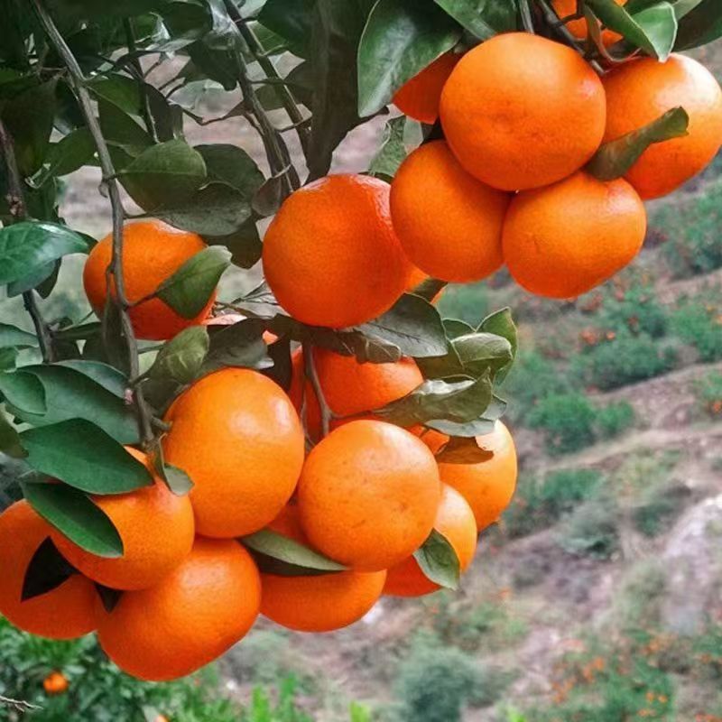 橘橘高山方便好吃一箱5斤
