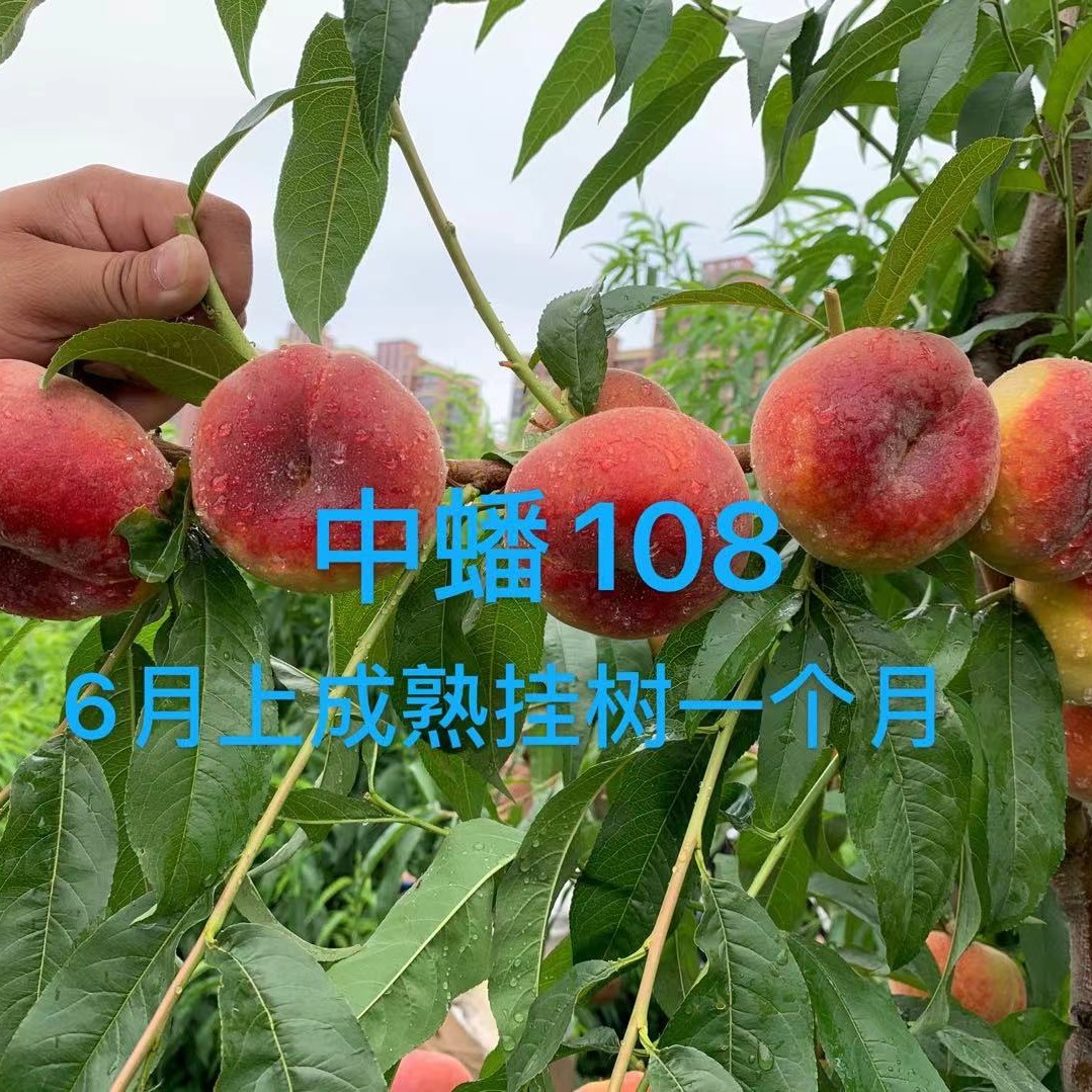 中蟠108黄肉蟠桃桃苗桃树苗新品种，6月上旬成熟