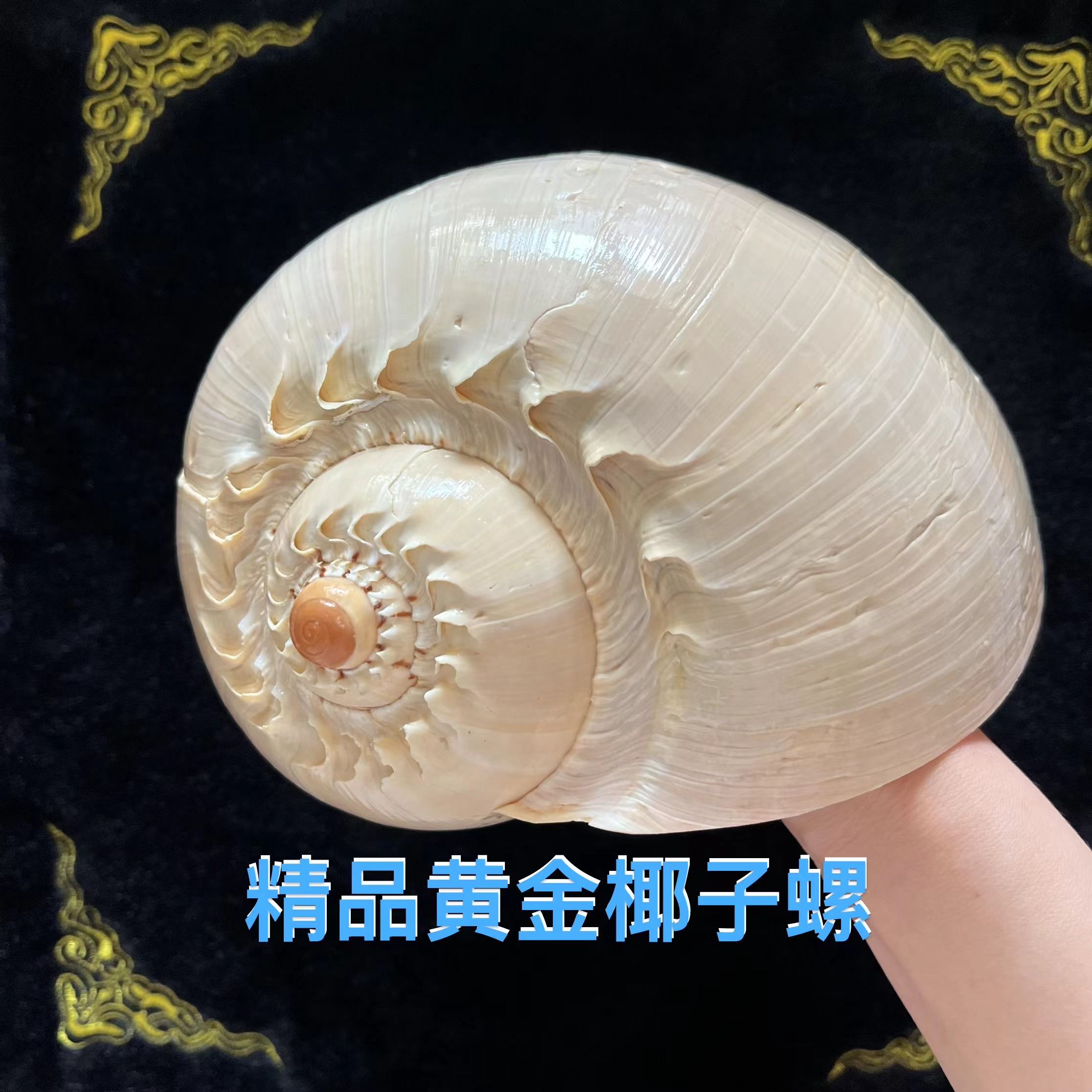 超大海螺黄瓢螺黄金椰子螺微景观创意摆件多肉盆景收纳收藏礼品