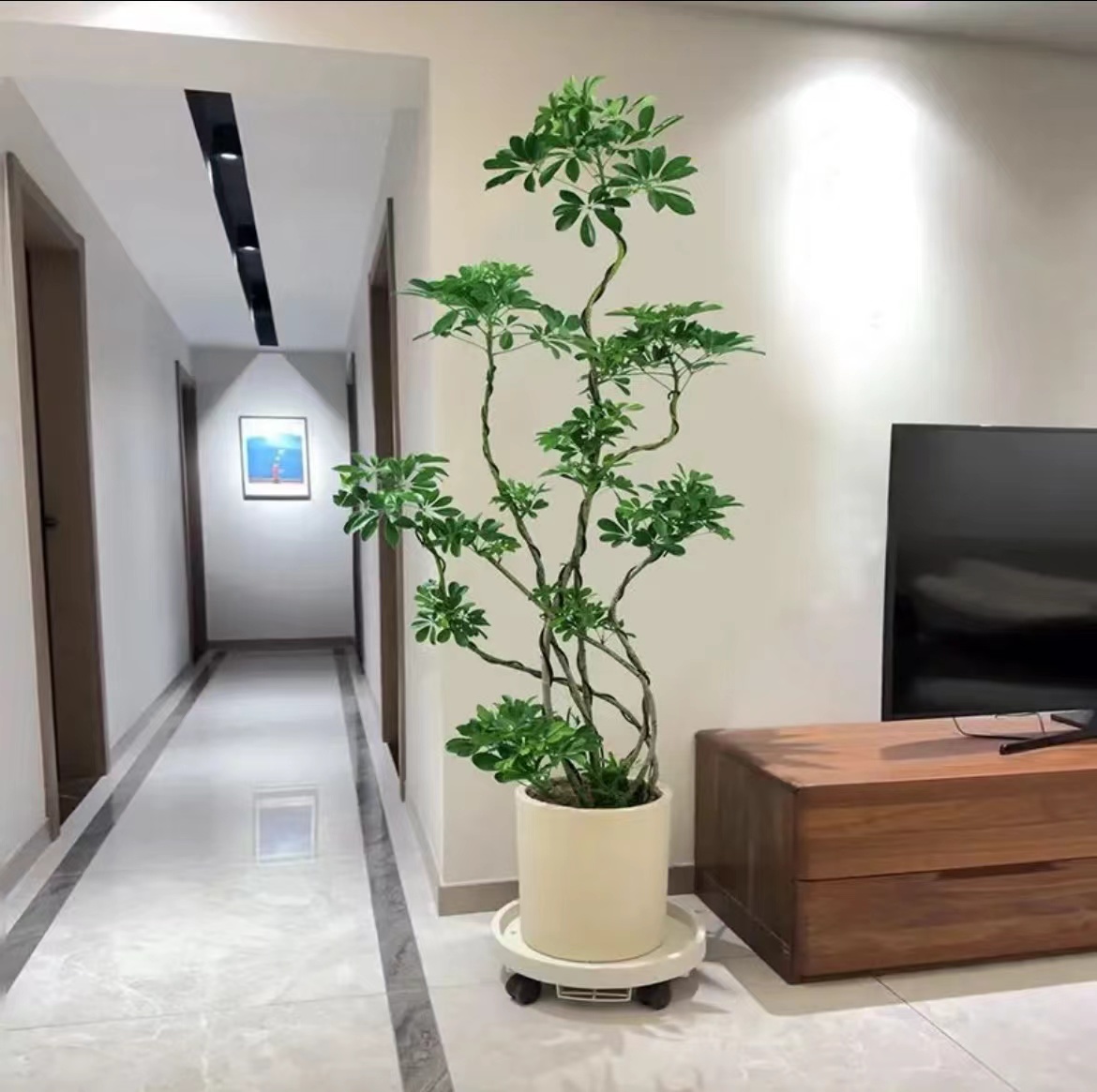 鸭脚木鹅掌财八方来财造型种植易活基地原盆发货大型鲜活盆栽卧室