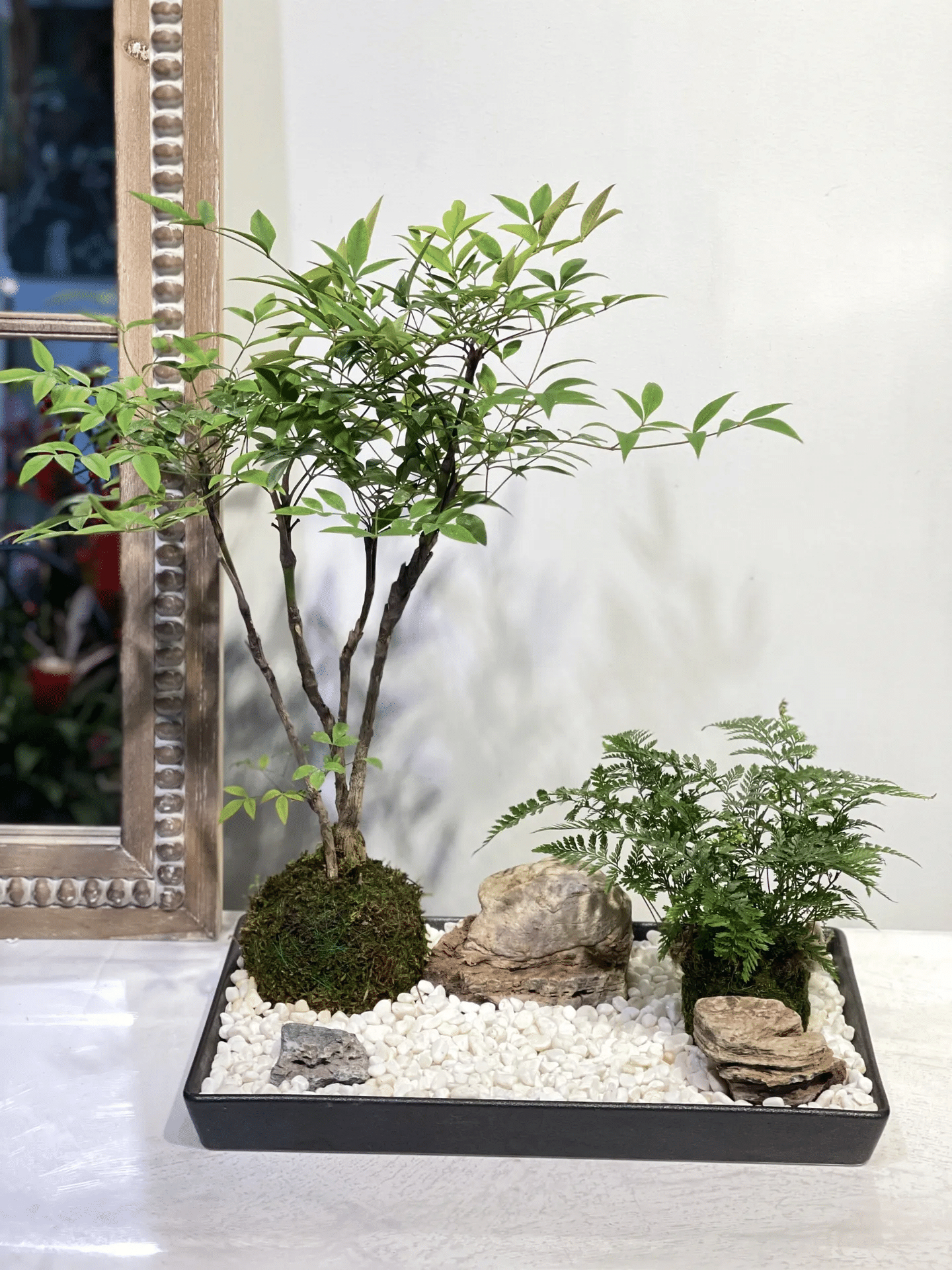 精美南天竹福利大放送