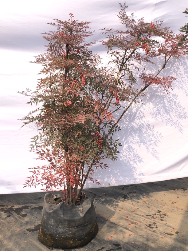 精美南天竹，盆栽地栽植物