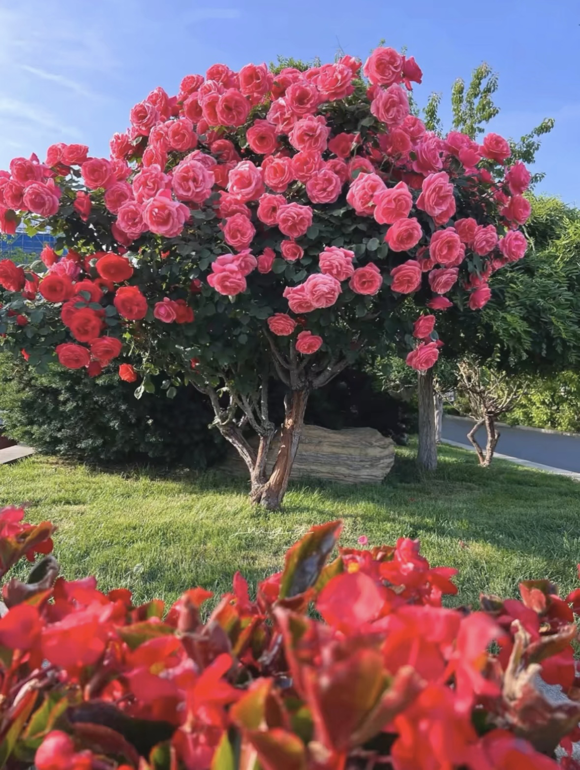 3～10公分国月大花月季树【好养好成活】