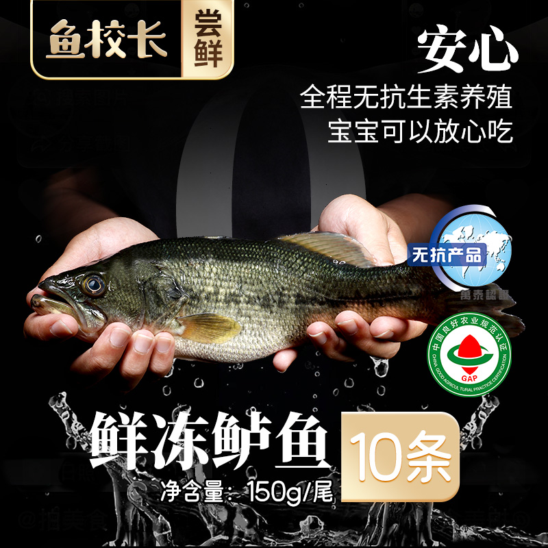 鱼校长【无抗养殖】淡水鲈鱼十条囤货香煎鱼汤鲜活宰杀美味不腥三去