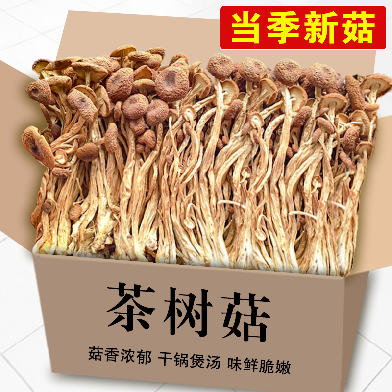 吉美味古田茶树菇农家干货新鲜不开伞茶树菇袋装茶薪菇煲汤炒菜
