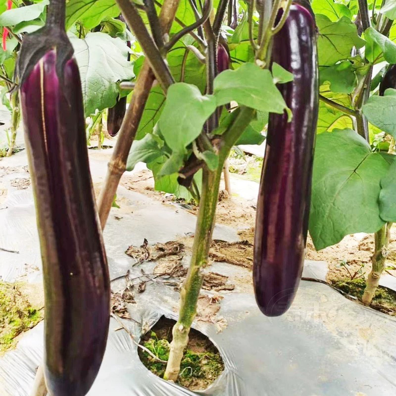 露天种植本地长茄子新鲜采摘3斤5斤包邮