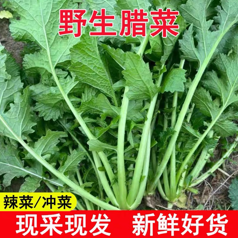 湖北本地野腊菜新鲜采摘
