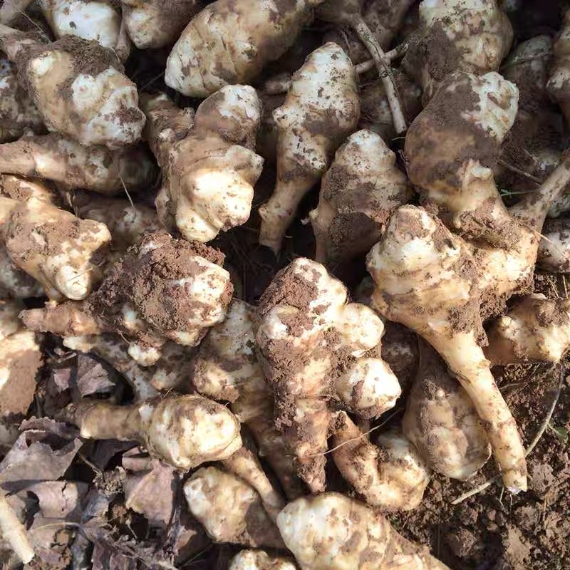 【粉丝福利价】本地土洋姜农家自种5斤装包邮