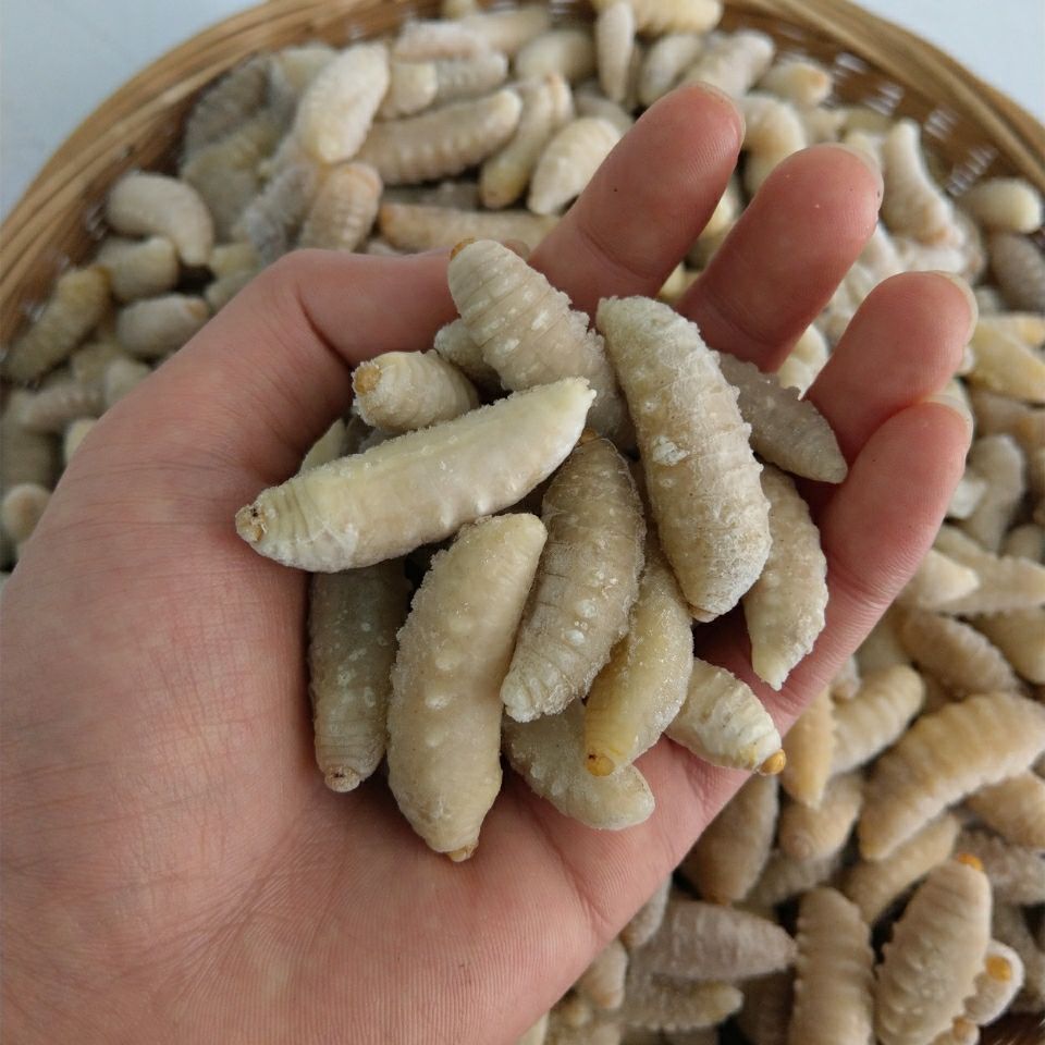 虎头蜂三级冷冻蛹已去内脏