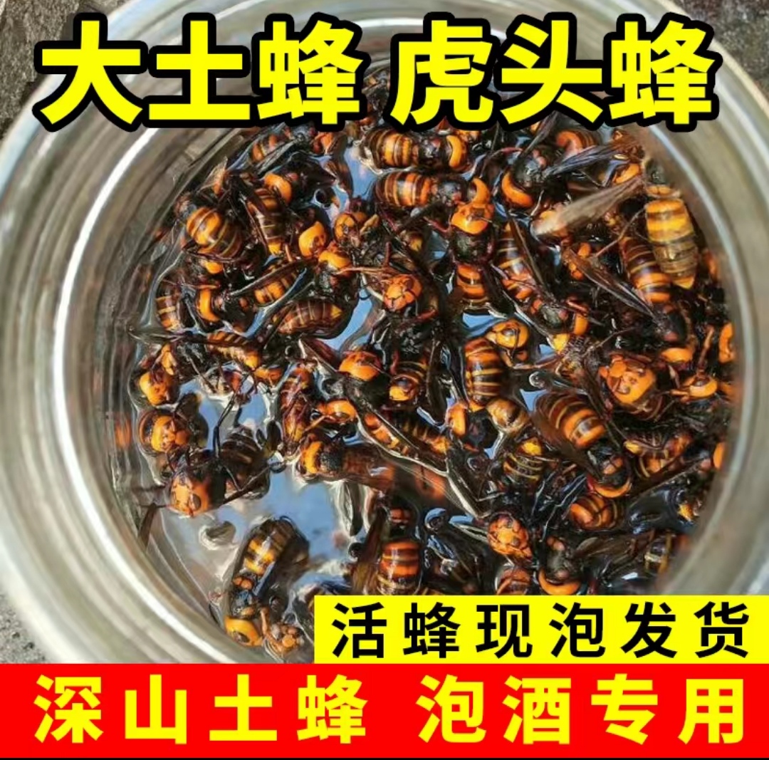 瓶装虎头蜂活泡土蜂已泡