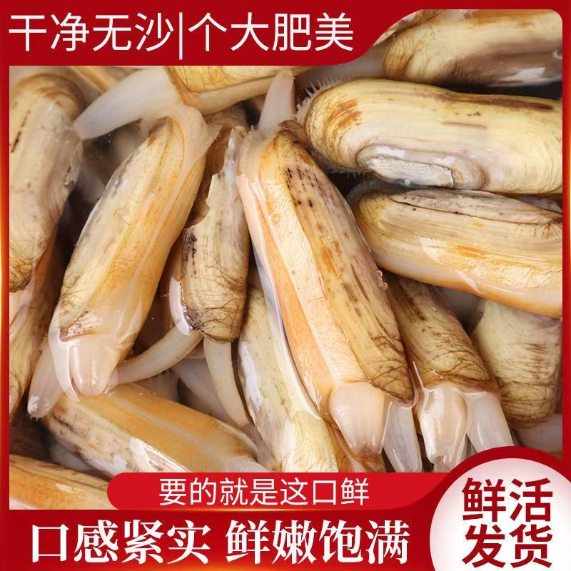 鲜活蛏子蛏子王海蛏子现捞现发肥嫩营养活发野生蛏王带壳海鲜生鲜