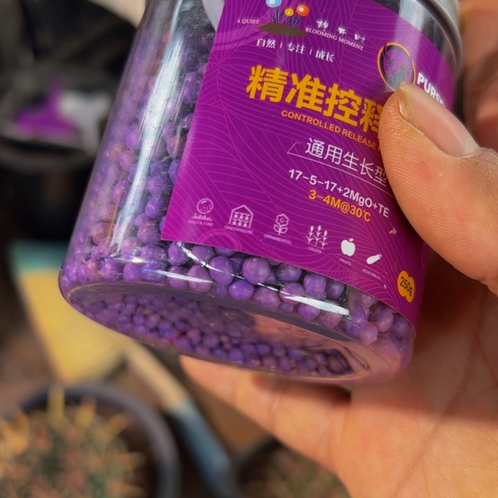 晴天兄弟专用精品仙人球