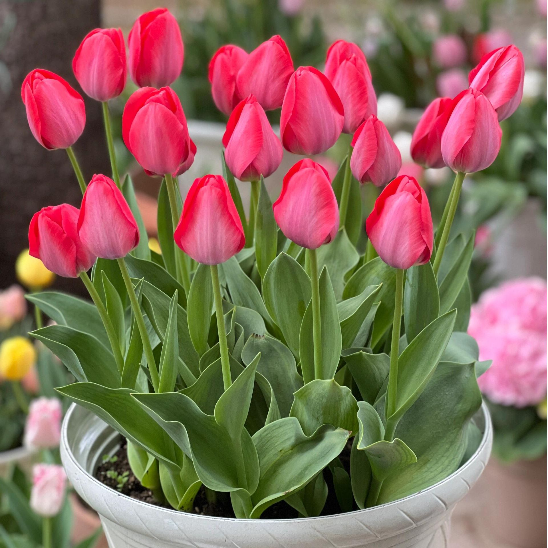 【送营养土】郁金香种球五度球荷兰进口土培水培耐寒盆栽种阳台种植