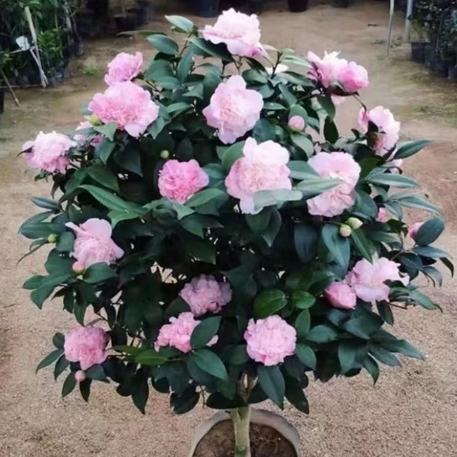 2年  粉色香妃  盆栽地栽耐寒耐高温大花