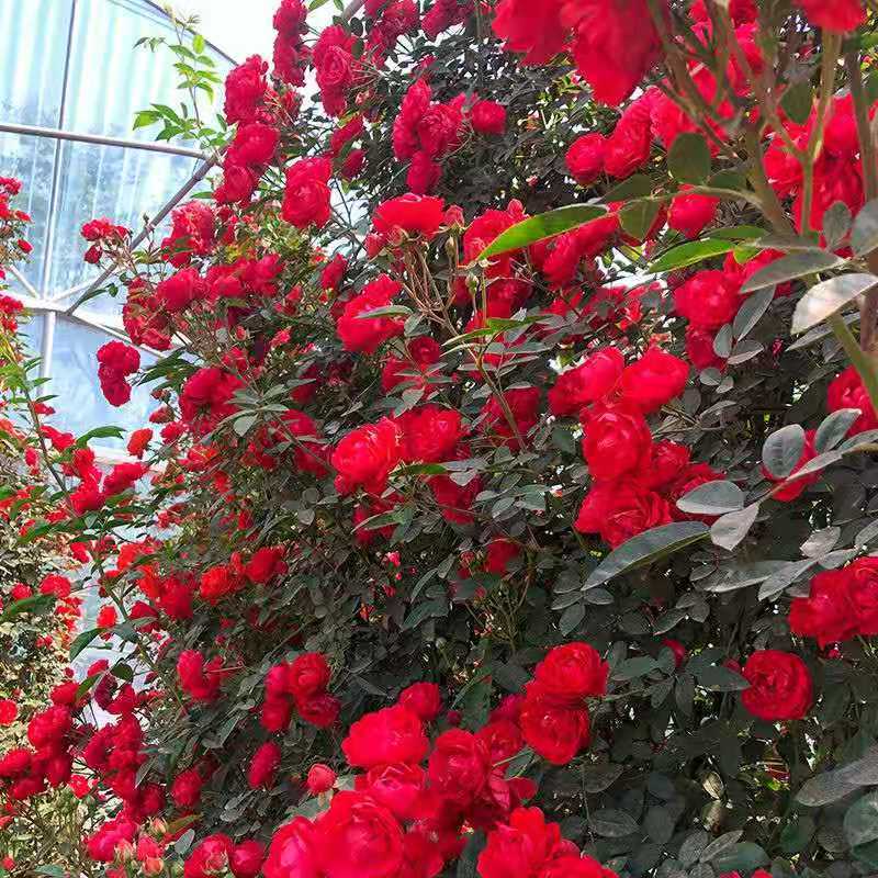 四季红木香爬藤植物浓香花苗庭院多季开花