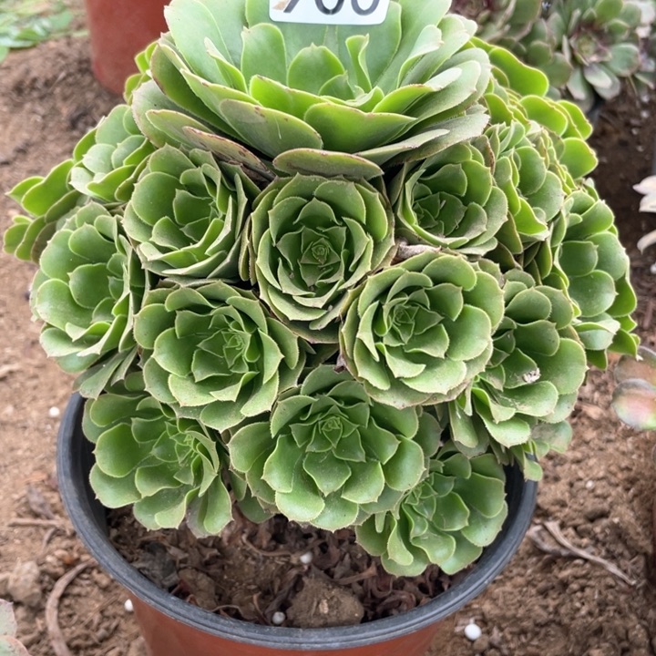 900多肉植物绿玫瑰