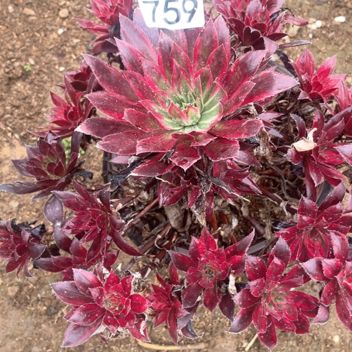 759多肉植惊鸿植物