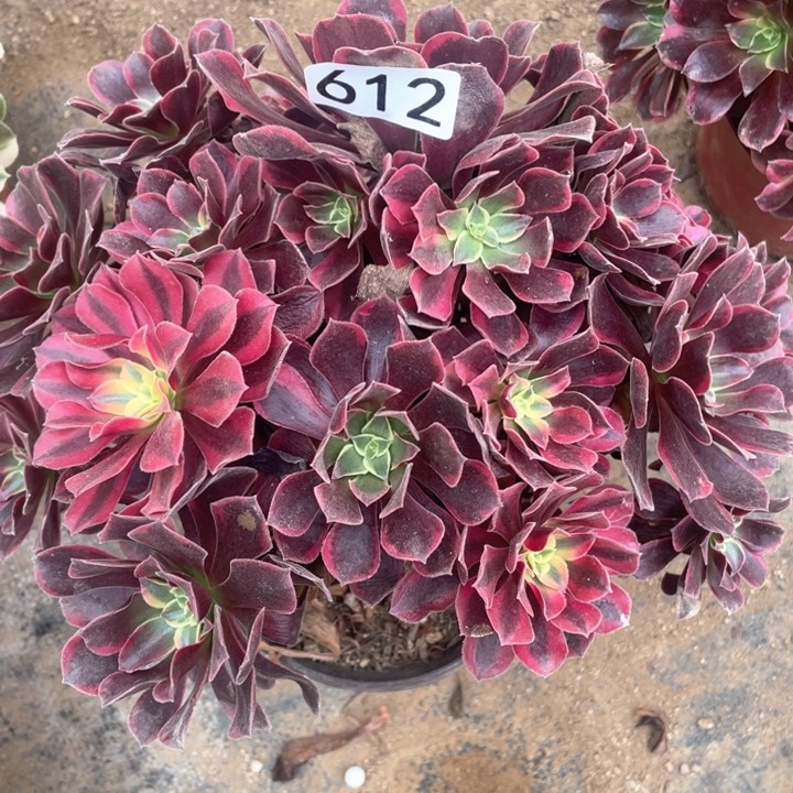 612多肉植物金丝雀