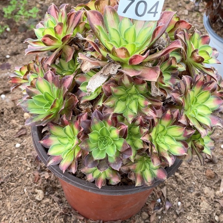 704多肉植物韶华