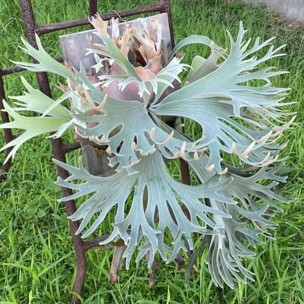 塞尔索鹿角蕨，雪白绒毛，颜值超高，板植挂墙装饰网红热植