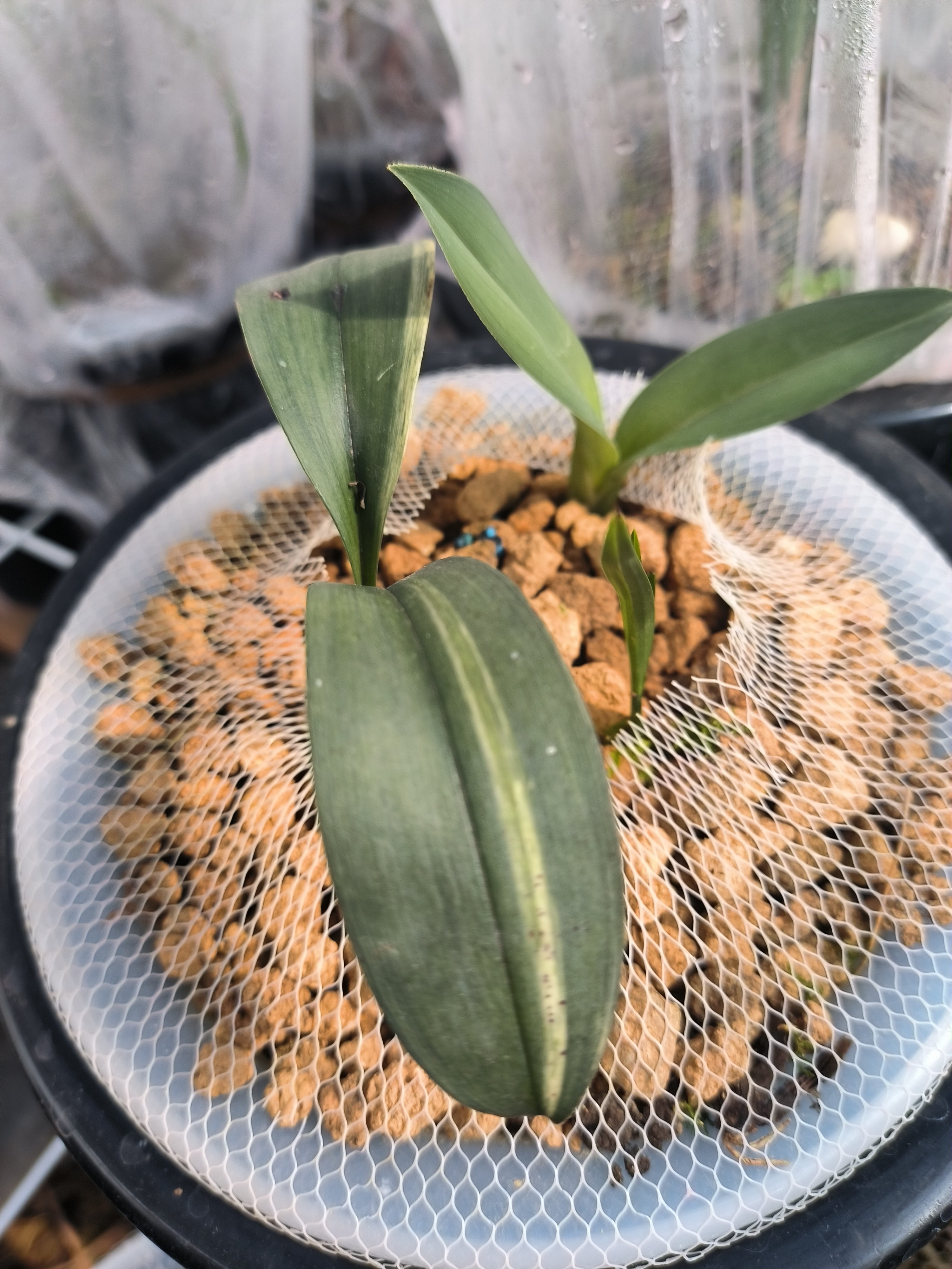 送春，春兰，绿兰，慧兰