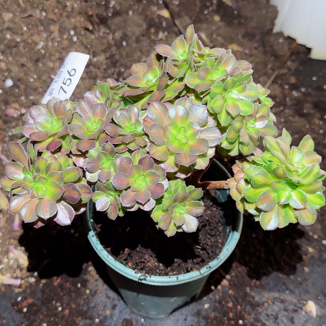 L****?756多肉   抹茶缀