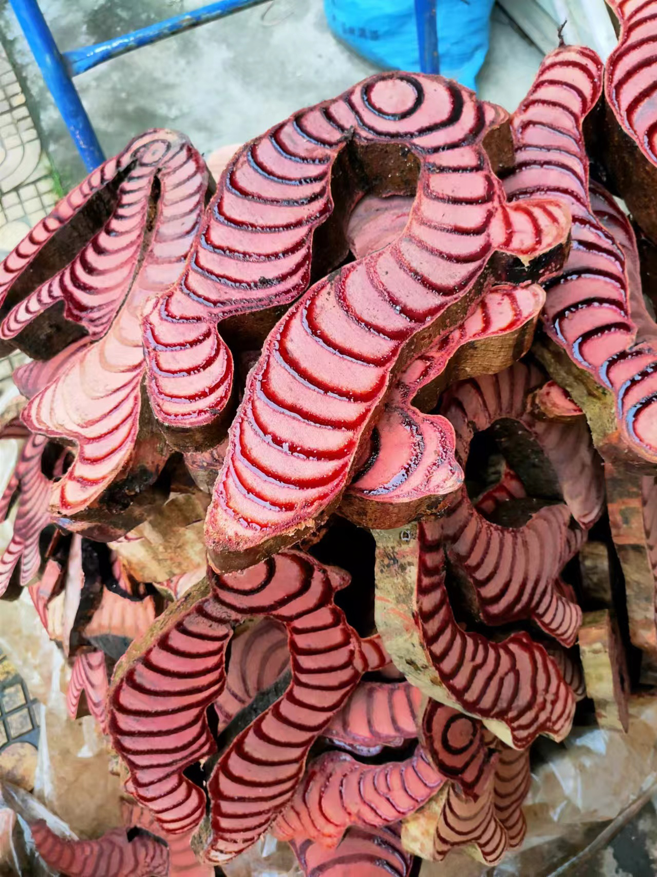 广西野生鸡血藤鲜条