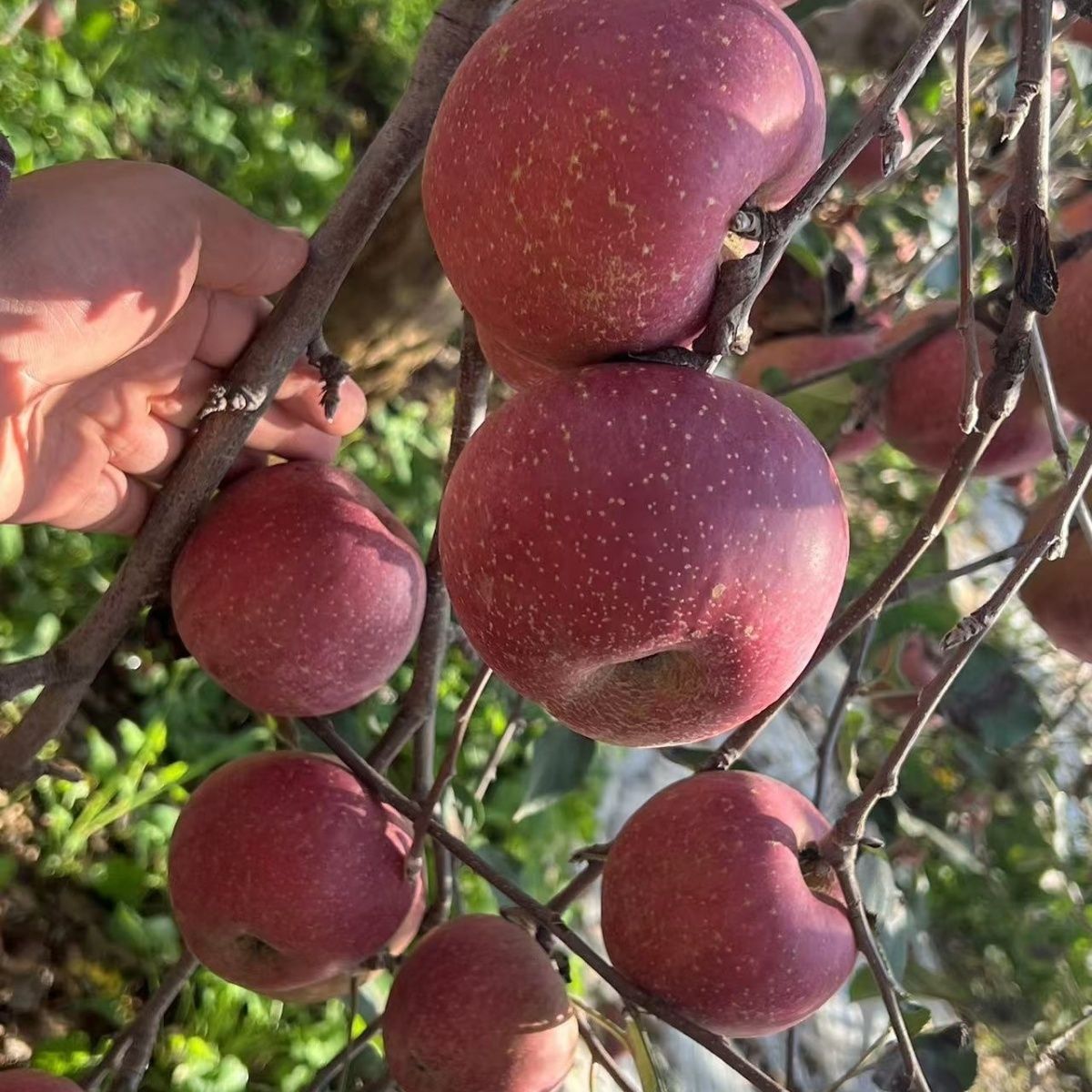 【达人专属】正宗贵州苹果10斤当季新鲜水果红丑苹果脆甜孕妇整箱