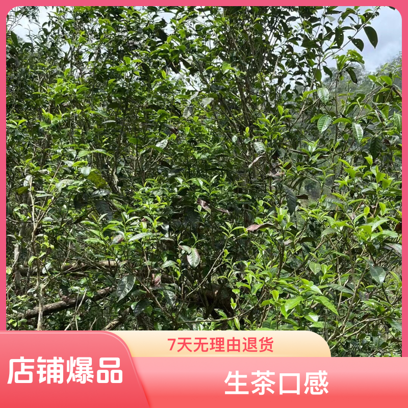 【口粮茶1斤】【昔归茶区】云南大叶种古树秋茶生茶散茶500克