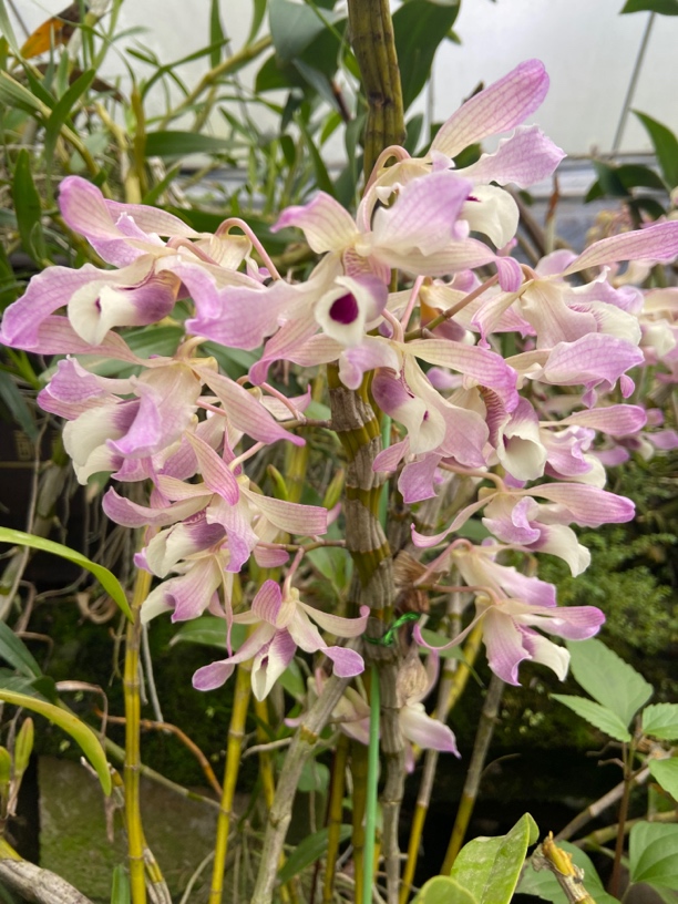 七彩扭瓣石斛盆栽（多种花色花量大花期长多次复花）